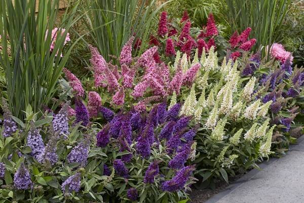 5+1 Zdarma Buddleja davidii - komule, Motýlí květina - zakrslé little S - ZAHRADNICTVI - ROOL