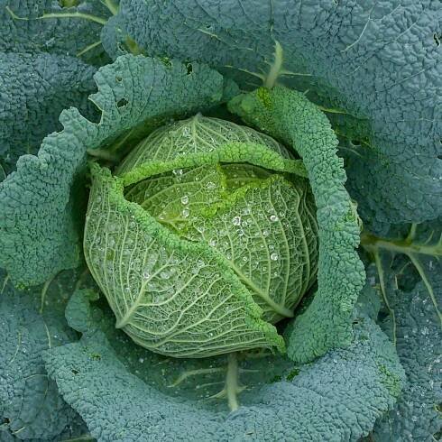 Kapusta hlávková Blistra F1 – Brassica oleracea var. gemmifera – osivo kapusty