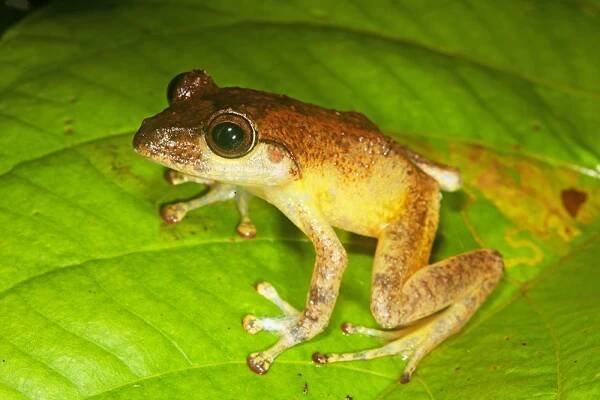 Cornufer vitiensis, Fiji tree frog, Wailoku