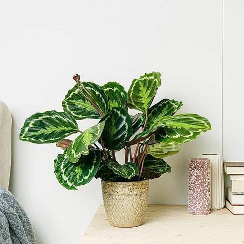 Calathea Medallion - Svěží zeleň
