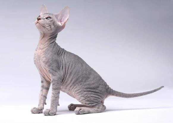 Caring for a Peterbald Cat - Caring for Pets