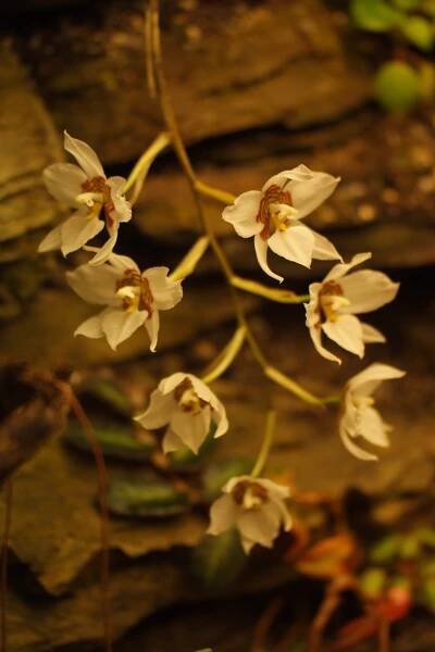 Orchideje v Troji 2012