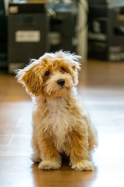 bezplatná Rozkošné štěně Maltipoo Sedí Uvnitř Základová fotografie