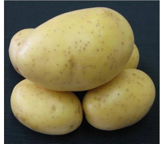 Brambory PRINCESS sadbové žluté rané 5 kg