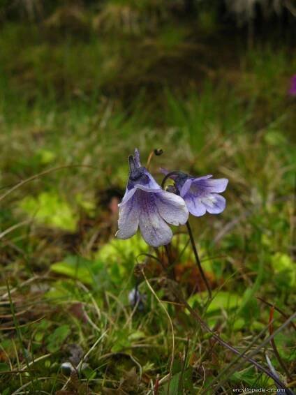 Tučnice balkánská (Pinguicula balcanica)