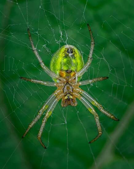 Základová fotografie na téma anatomie pavouka, argiope, bezobratlí, biodiverzity, biologie, chování zvířat, členovec, detail