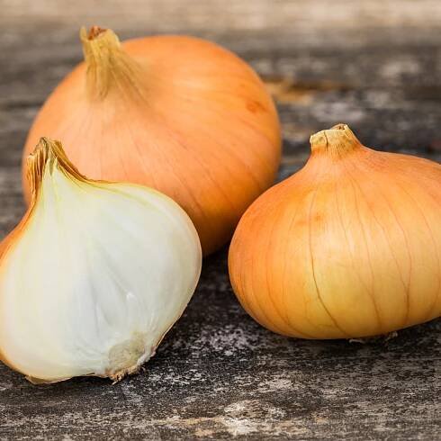 Semeno Cibule štutgartská žlutá - Allium cepa - semena cibule - 250 ks