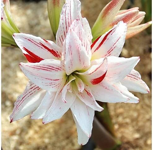Pretty Amadeus
