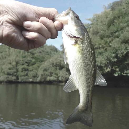 How to Hold a Bass - Orbit Fishing