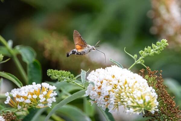 the hummingbird hawk-moth hovering over flower, macroglossum stellatarum - lišaj - stock snímky, obrázky a fotky