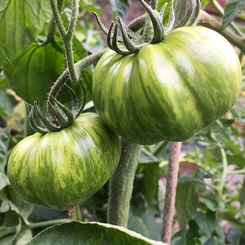 BIO rajče Zelená zebra – Solanum lycopersicum – bio osivo rajčat