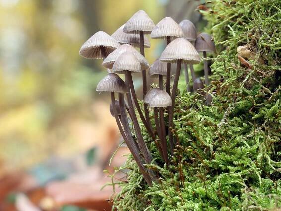 Mycena polygramma - helmovka rýhonohá