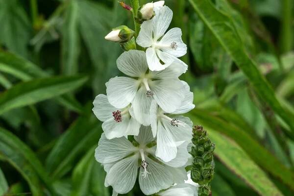 Sidalcea candida - perfect white flowers for the garden 