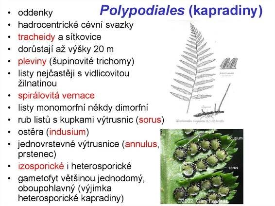 Polypodiales (kapradiny)