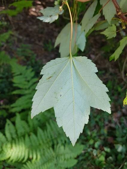 Acer rubrum