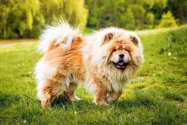 Chow-chow dog
