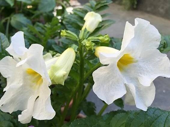 Dvojostice 'Alba' - Incarvillea delavayi 'Alba' - Zahradnictví Spomyšl