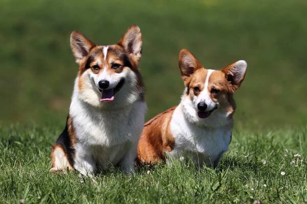Der Welsh Corgi Pembroke – Landesgruppe Hamburg