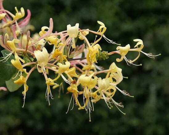 Lonicera etrusca 'superba'
