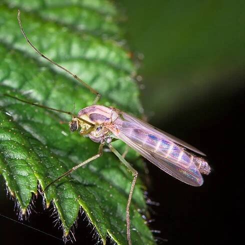 Mosquito control Near me in Swanville, ME | Perfect Edge Lawn Services