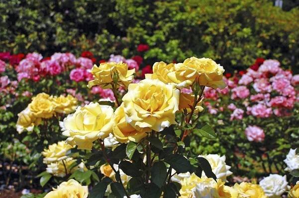 Rose Varieties: What Are Some Different Types Of Roses