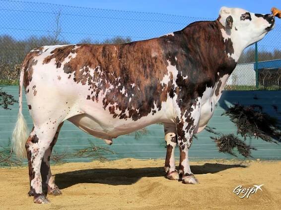 Normande older bulls gallery – Normande Genetics