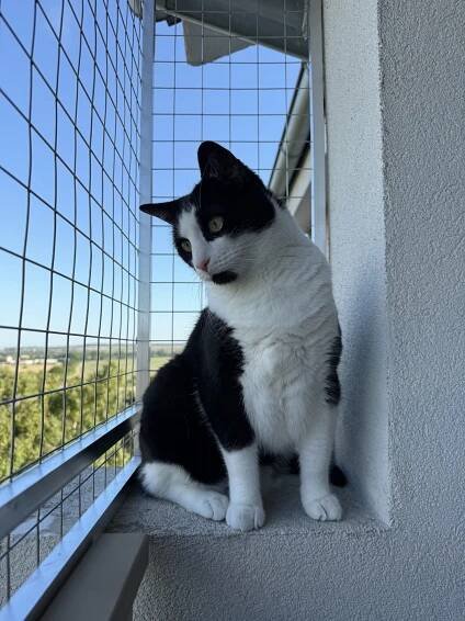 Balkón pre mačky široký 4 m a vysoký 1 m – bezpečné riešenie aj do bytu 5