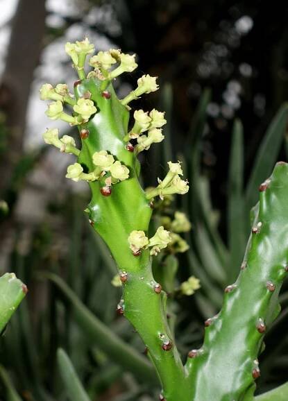 Euphorbia antiquorum