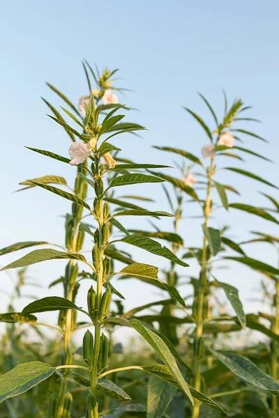 Tahini Sesame plant - where does tahini/seamae come from