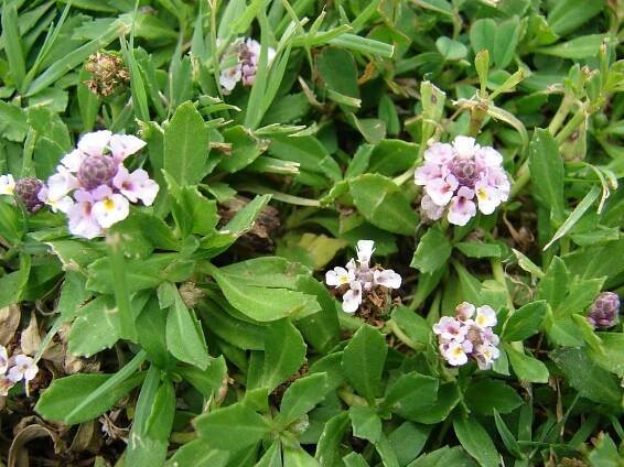 Phyla nodiflora
