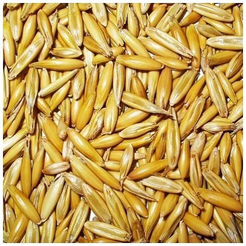 Oves čištěný zrno 1kg krmný