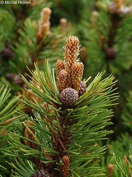 Pinus mugo - borovice kleč | Pinaceae - borovicovité | Natura Bohemica