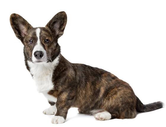 Welsh Corgi (Cardigan) (Medium/long coat) Mobile