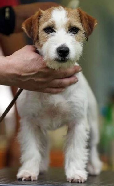 Jack Russell teriér – přitloustlí roztomilouši s PP k odběru - 13