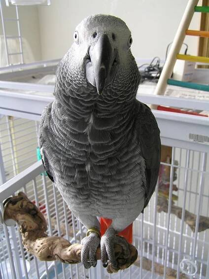 Psittacus erithacus - Wikimedia Commons