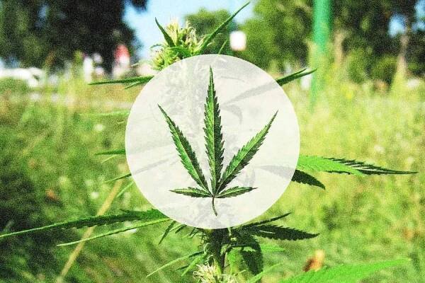 Cannabis 101 | Discover Cannabis Knowledge — GLM India