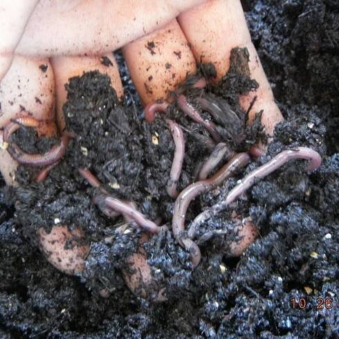 Worms
