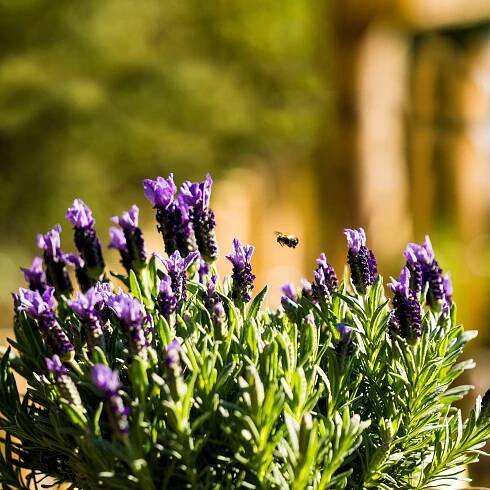 Q-Flower Levandule lékařská (Levandula angustifolia) pr. květináče cca 13 cm nakoupit u OBI