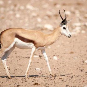 Antilopa skákavá | Fotografie z cest