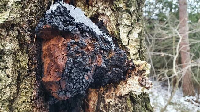 Chaga je nejsilnější antioxidant na naší zemi! Co všechno dokáže vyléčit?
