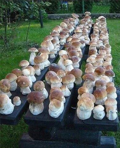 via pinterest | Stuffed mushrooms, Garden mushrooms, Home vegetable garden