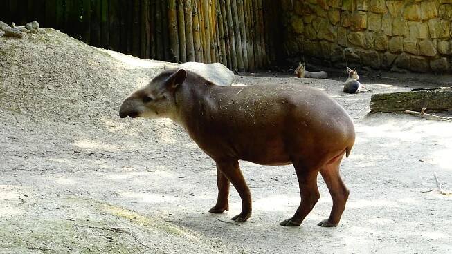 Fotografie - Zoo Děčín - 04.07.2023