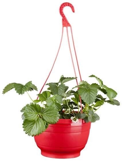 Jahodník velkoplodý "Fridulin" (Fragaria ananassa), pr. kv. cca 27 cm nakoupit u OBI