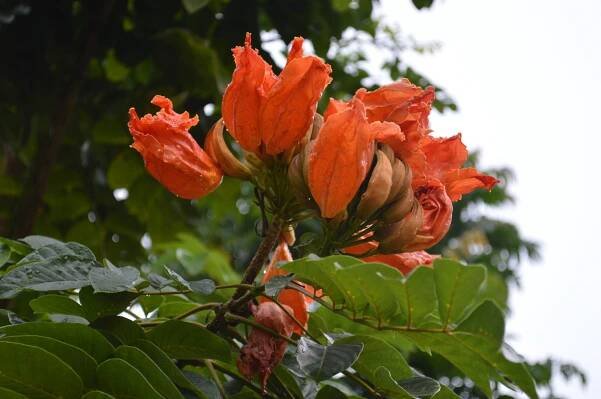 Spathodea campanulata – eFlora of India
