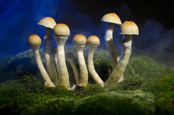 kouzelná houba - psilocybin mushroom - stock snímky, obrázky a fotky