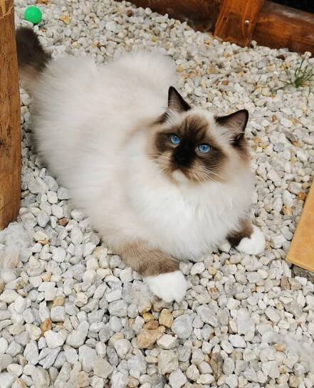 Naše odchovy / Our past kittens – Mishi, CZ – chovatelská stanice koček plemene RAGDOLL