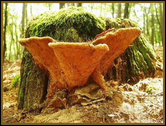 Ohňovec hrbolatý - Phellinus torulosus | www.ohoubach.cz