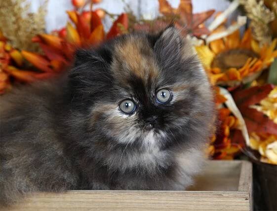 Paislee - Persian Kittens For Sale in a Rainbow of Colors ~ Call us today! 660-292-2222 ~ Doll Face Persian Kittens