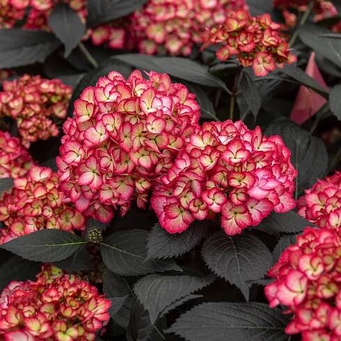 Hydrangea macrophylla