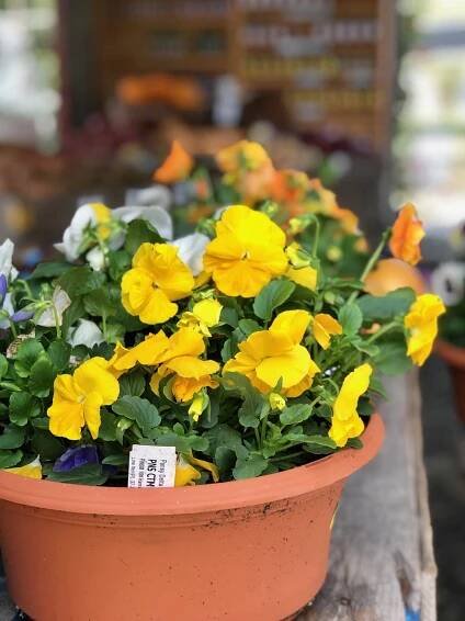 HAW RIVER — BLOG — Garden Valley Farmers Market